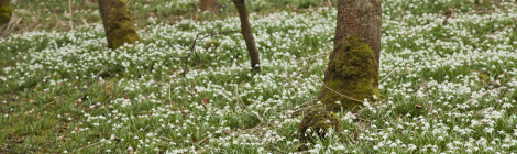 Cambo Snowdrops | Vagabond Baking
