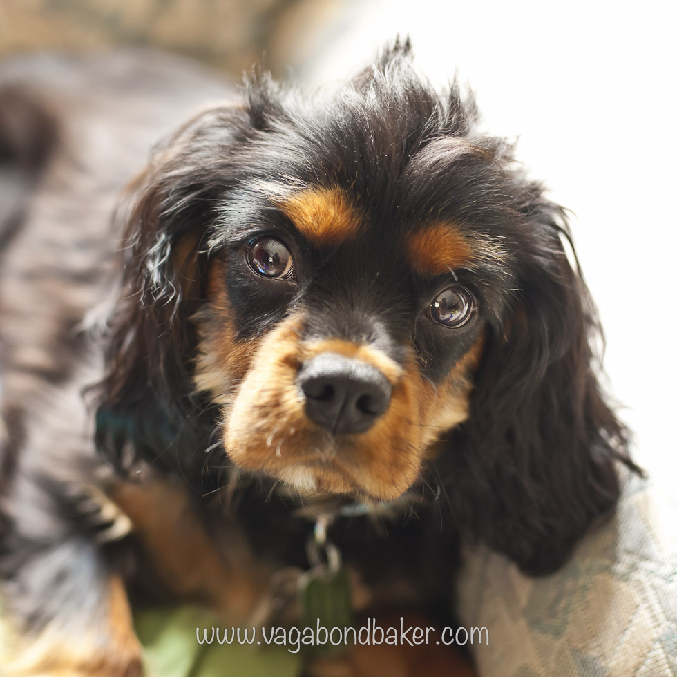 Nutella Swirl Faux Brioche Buns | Vagabond Baking