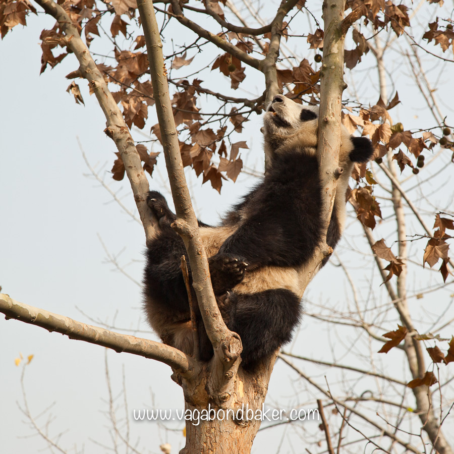 Giant Panda Breeding Research Centre | Chengdu, China