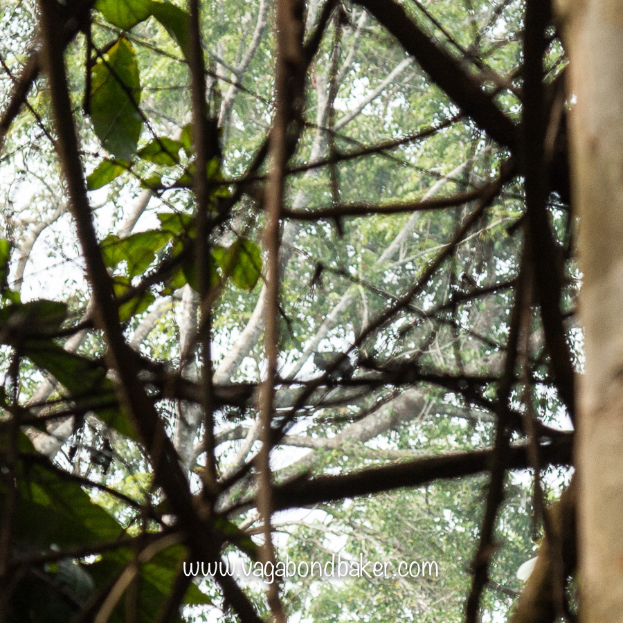 You'll have to take my word for it, but that dark blob in the middle of the photo is a Sun Bear!