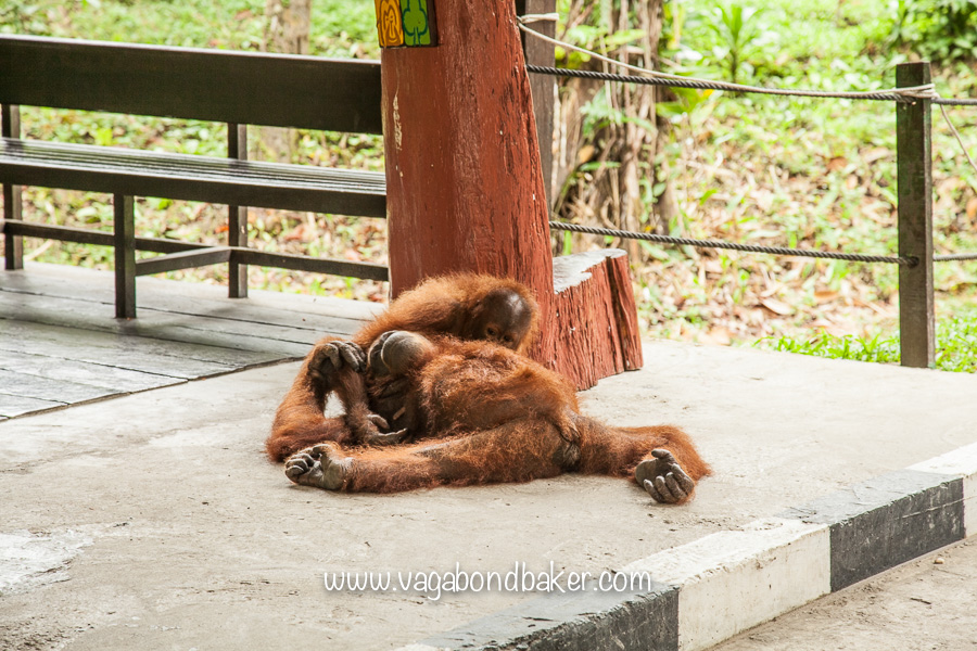 Semenggoh Wildlife Centre