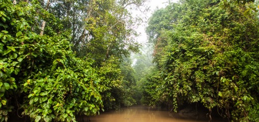 Kinabatangan River, Borneo