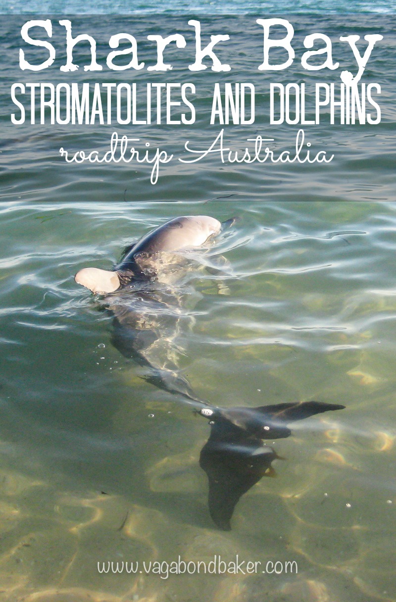 Shark Bay Stromatolites and Dolphins