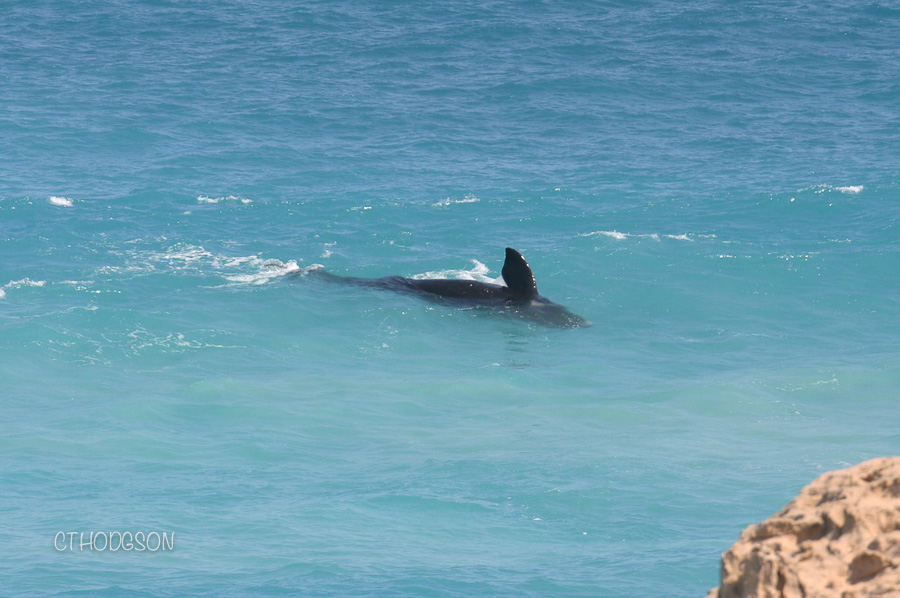 crossing the nullarbor
