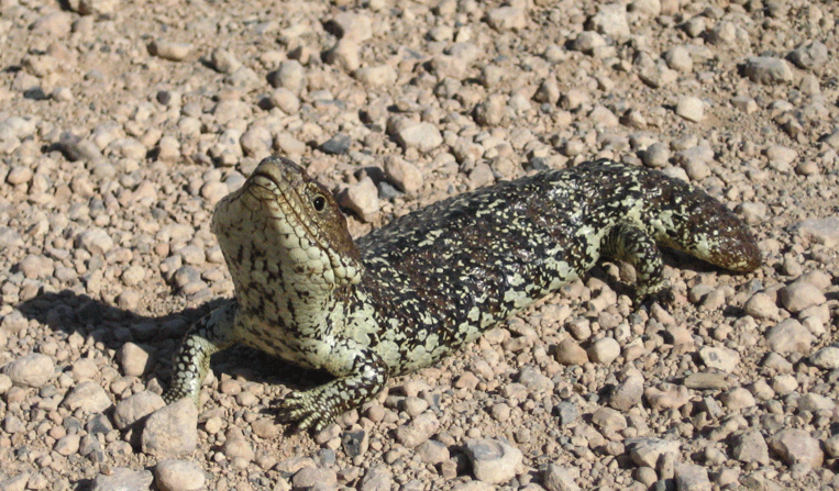shingleback lizard, Australia
