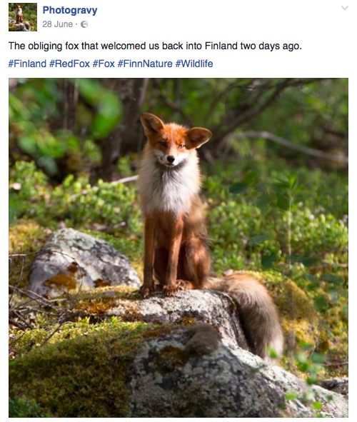 Photogravy Kevo Fox Finland